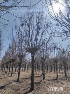 22公分秋紫白蜡