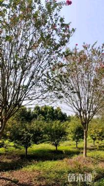 高度450厘米大红紫薇