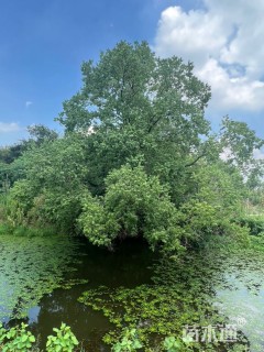 75公分造型乌桕