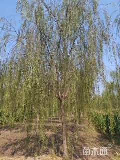 15公分绦柳