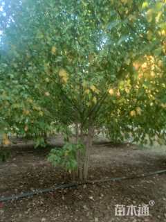 30公分美国红枫