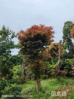 18公分日本红枫