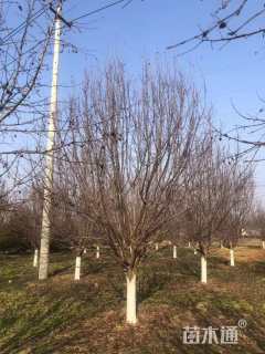 19公分绚丽海棠