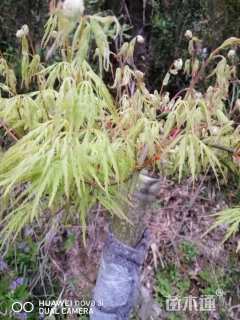 高度1000厘米羽毛枫