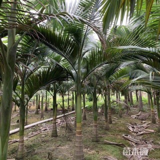 裸干高500厘米假槟榔