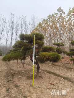 15公分造型黑松