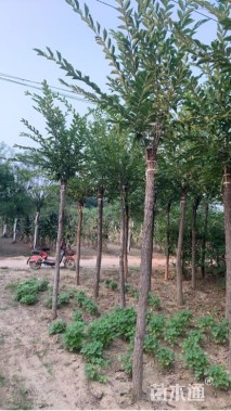 8公分长枝榆