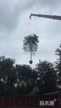 15公分黄花风铃木