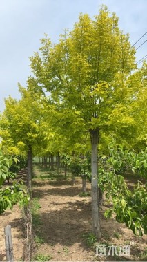 14公分金叶白蜡