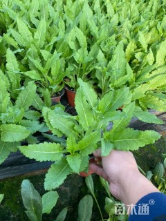 高度13厘米鼠尾草