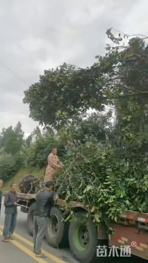 20公分(5杆)丛生杨梅