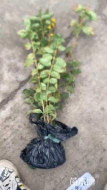 高度60厘米金钟花