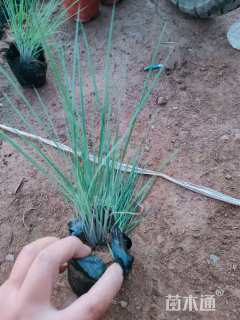 高度20厘米坡地毛冠草