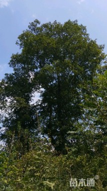 70公分朴树