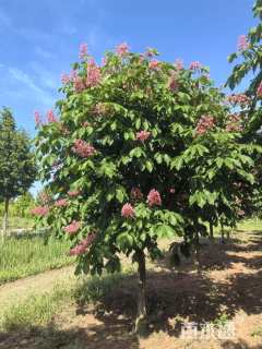 15公分红花七叶树