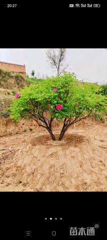 高度2200厘米大红牡丹