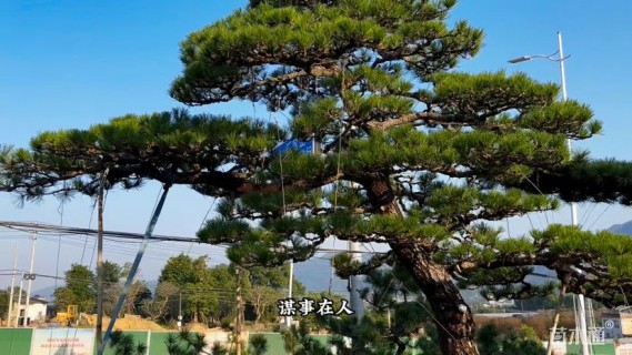 40公分日本黑松