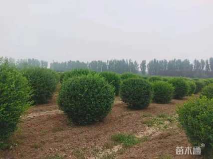 高度200厘米水蜡球