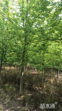 13公分美国红枫