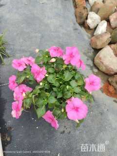 高度25厘米半支莲