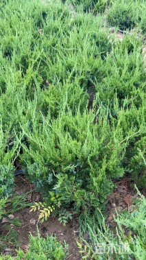 冠幅50厘米龙柏球