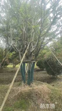 60公分(3杆)丛生朴树