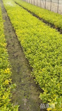 高度35厘米金叶假连翘