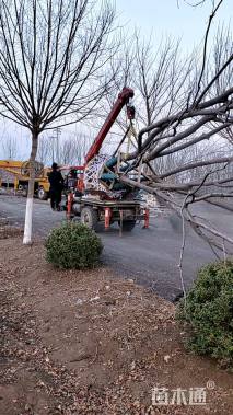 50公分(4杆)丛生朴树