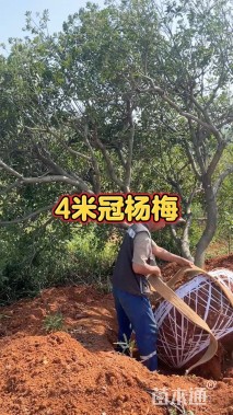 30公分杨梅