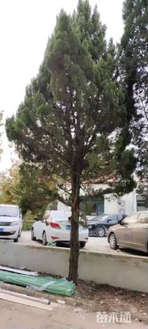高度100厘米柏树