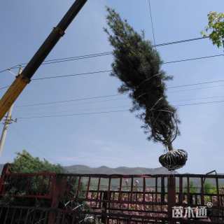 高度200厘米白皮松