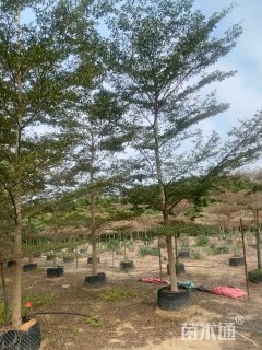 10公分小叶榄仁