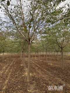 18公分染井吉野樱