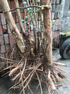 断根苗造型赤楠