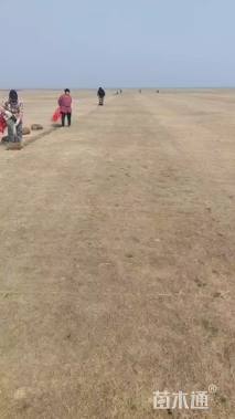 草毯状百慕大草