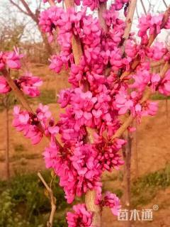 高度250厘米紫荆