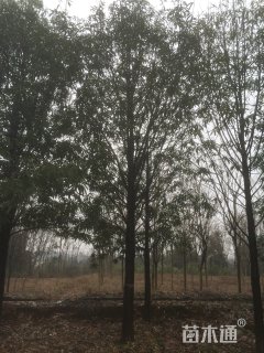 18公分红花木莲