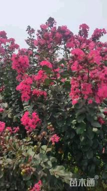 高度150厘米美国紫薇