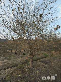 15公分垂丝海棠