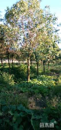 15公分大叶女贞