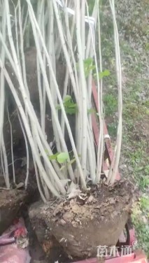 高度380厘米丛生紫荆