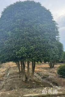 高度350厘米丛生桂花