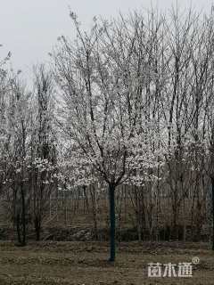 10公分染井吉野樱