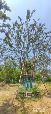100公分(5杆)丛生朴树