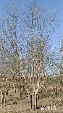 高度8500厘米丛生国槐