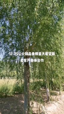 24公分垂柳