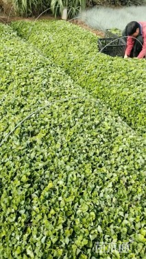 高度15厘米金钱草