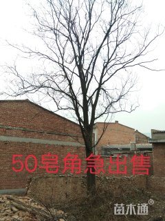 50公分皂荚