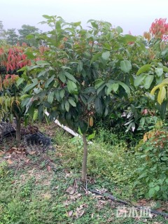 高度2000厘米嘉宝果