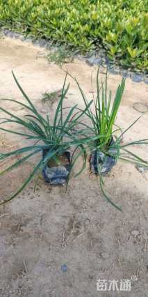 高度15厘米阔叶麦冬